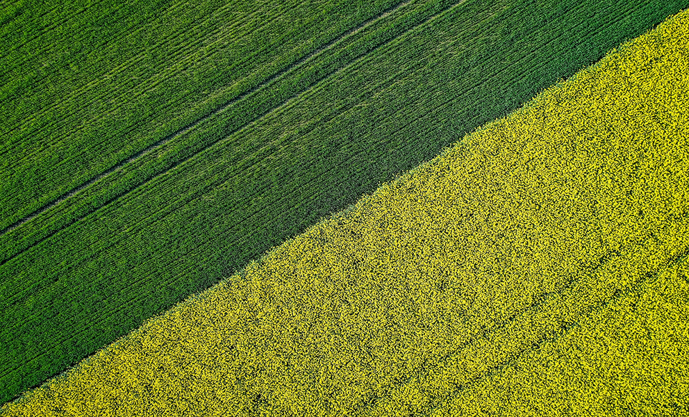 Industrial Plantation